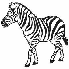 Fototapeta premium zebra vector illustration