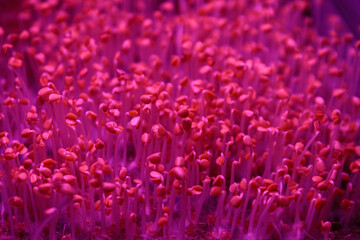 Microgreens under special ultraviolet light that stimulates the growth and development of plants in urban farming.