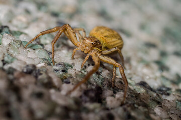 Yellow crab spider Macro photography

