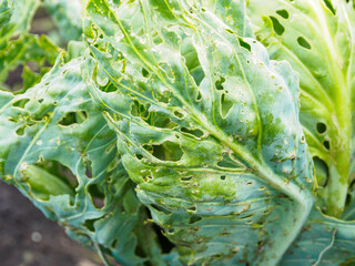 Eaten cabbage with snails and pests, damage from insect invasion.