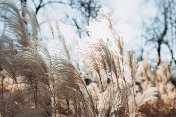 Abstract natural background of soft plants Cortaderia selloana. Frosted pampas grass on a blurry...