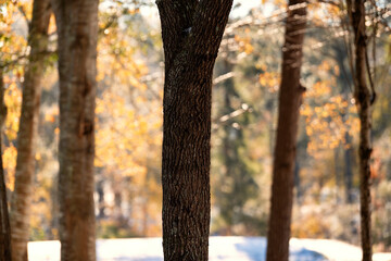 Snow and Golden Colors of the Landscape in Tallahassee, Florida