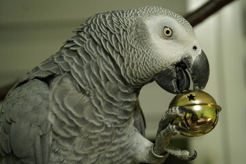 Beautiful grey parrot plays with a shiny golden bell in a cozy home setting surrounded by warmth and curiosity
