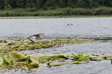 Seagull flying over the water in a lake with green grass