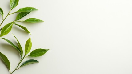 Fototapeta premium Fresh Green Tea Leaves on White Background - Vibrant green tea leaves arranged on a clean white surface, ideal for tea, health, or nature-related projects.