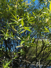Green foliage and buds under clear blue sky, vibrant springtime detail