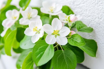 Obraz premium Tree branch flower photo overlays, photo art in summer spring painted frames, png