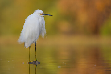 Snowy Egret (Egretta thula)