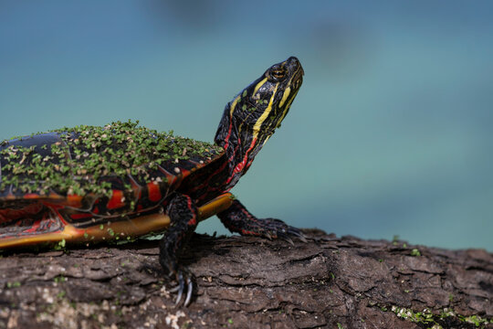 Painted Turtle (Chrysemys picta) - Powered by Adobe