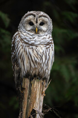 Barred Owl (Strix varia)