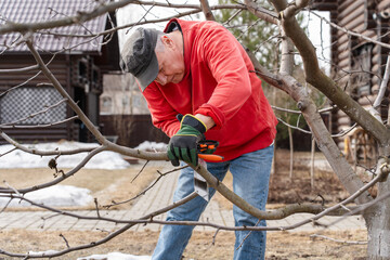 gardener cutting a tree branch with a saw during seasonal pruning in the garden