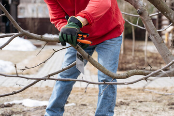 Gardening work in progress: a close-up of tree branch trimming with hand tools