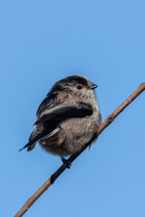 Long-tailed Tit (Aegithalos caudatus) - Common in European Woodlands and Parks
