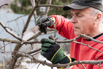 A senior man wearing gloves and a cap prunes branches of a tree using a handsaw during early spring...