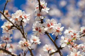 Beautiful closeup on almonds trees in bloom, blossoms are white and pink, shoot in Huspopeče in the Czech Republic.
