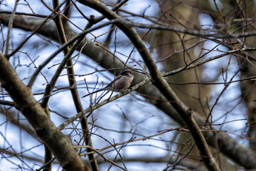 Long-tailed Tit (Aegithalos caudatus) - Common in European Woodlands and Parks