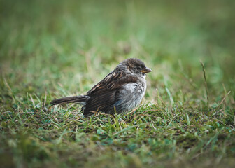 Sparrow on the grass