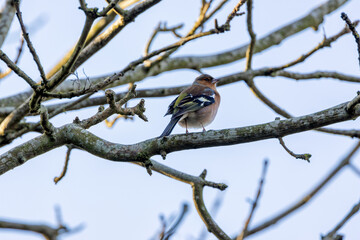 Fototapeta premium Male Chaffinch (Fringilla coelebs) in Father Collins Park, Dublin, commonly found in European woodlands