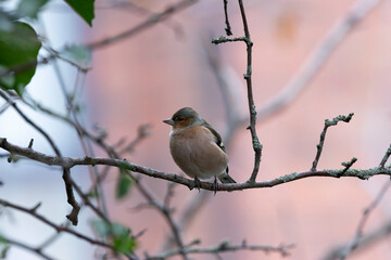 Male Chaffinch (Fringilla coelebs) in Father Collins Park, Dublin, commonly found in European woodlands
