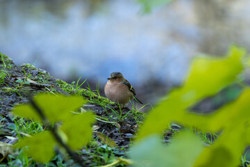 Male Chaffinch (Fringilla coelebs) in Father Collins Park, Dublin, commonly found in European woodlands