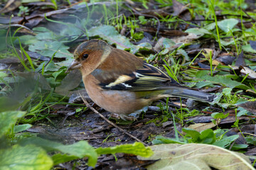 Male Chaffinch (Fringilla coelebs) in Father Collins Park, Dublin, commonly found in European woodlands