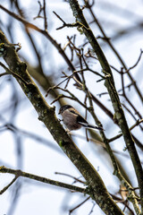 Long-tailed Tit (Aegithalos caudatus) - Common in European Woodlands and Parks