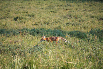 Fototapeta premium Red Fox Running through the Meadow, Yellowstone National Park, Wyoming