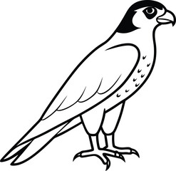 peregrine falcon on a white background
