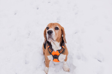 cute beagle dog sitting in snow in winter