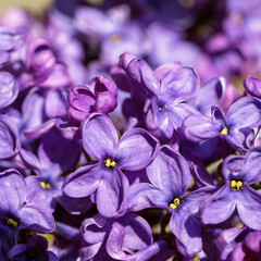 A close-up of lilac flowers, showcasing their vibrant violet or lilac hues.
