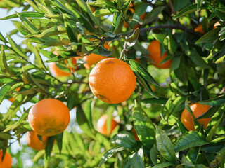 Primer plano de unas naranjas colgando de las ramas de un hermoso naranjo. Concepto agricultura