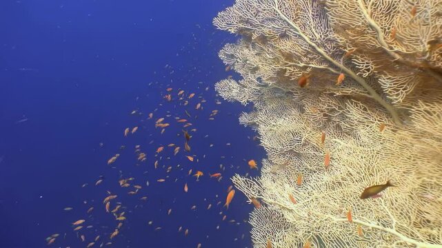 Discover stunning underwater world of Red Sea, where vibrant gorgonaria fire corals thrive amidst swarms of colorful coral fish. Immerse yourself in this captivating marine habitat.