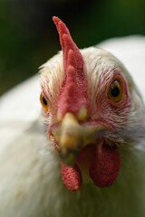 Biała kura leghorn z czerwonym grzebieniem 