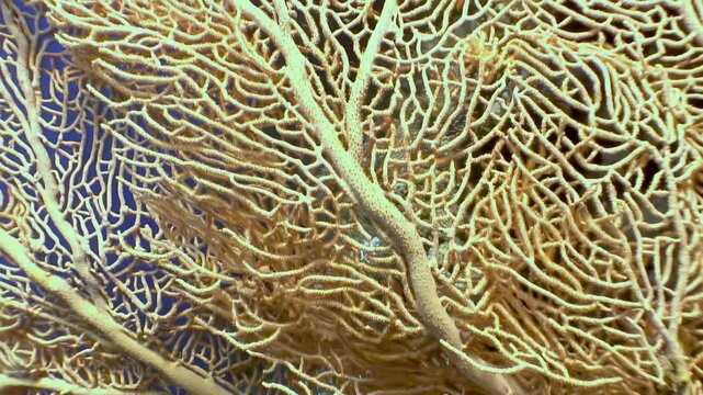 Dive into enchanting realm of Gorgonaria fire corals, showcasing intricate patterns against stunning blue background, while colorful coral fish gracefully swim through thriving ecosystem of Red Sea.