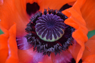 Stunning Close Up of an Oriental Poppy