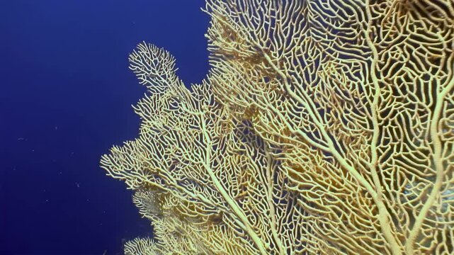 Discover stunning beauty of Gorgonaria fire corals against vivid blue backdrop, where colorful coral fish swim gracefully amidst thriving marine ecosystem in breathtaking Red Sea.