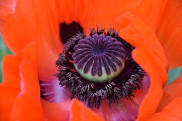 Vibrant Orange Oriental Poppy Flower in Bloom