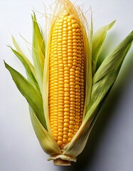 fresh corn cob on white background 6