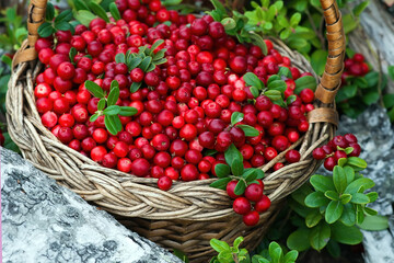 Wicker basket with cranberries on a tree stump in the forest. Close-up
