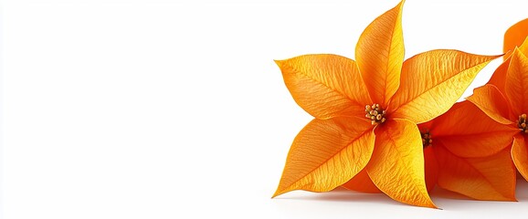Two orange poinsettia blossoms on white.
