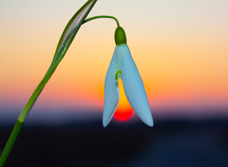 Snowdrops galanthus against the backdrop of the setting sun.
The outline of the snowdrop captured...