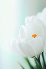 Obraz premium Pine needles form a cozy bed for a white and yellow crocus to grow through