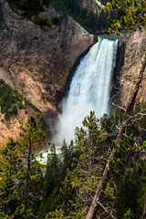 Fototapeta premium The Lower Falls of the Grand Canyon of the Yellowstone, Yellowstone National Park, Wyoming