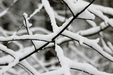 Snow covered branches of a tree in winter
