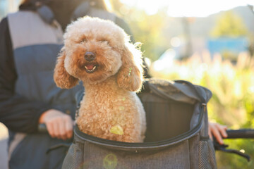 Woman with bicycle and cute Toy Poodle dog in pet carrier outdoors on sunny day, closeup