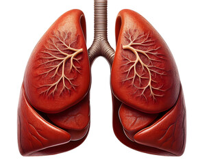 Human lungs isolated on white or transparent background
