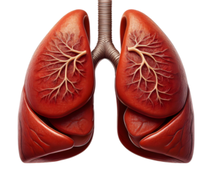 Human lungs isolated on white or transparent background