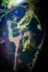 Seepferdchen Versteck