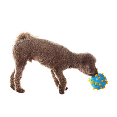 Cute dog playing with toy on white background. Adorable pet