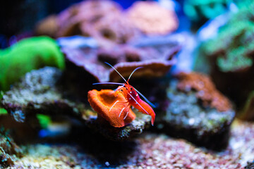 Shrimps